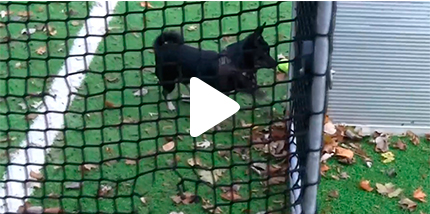 Video: Hundeglück